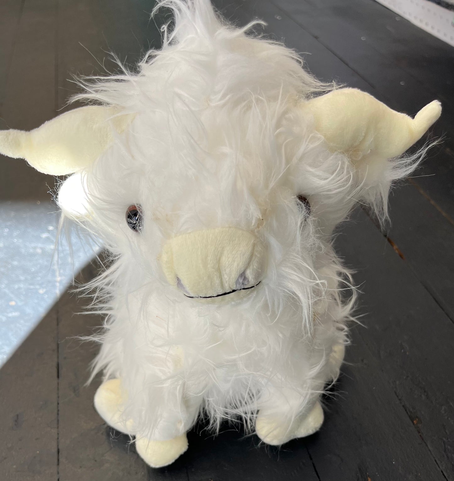 White Highland cow