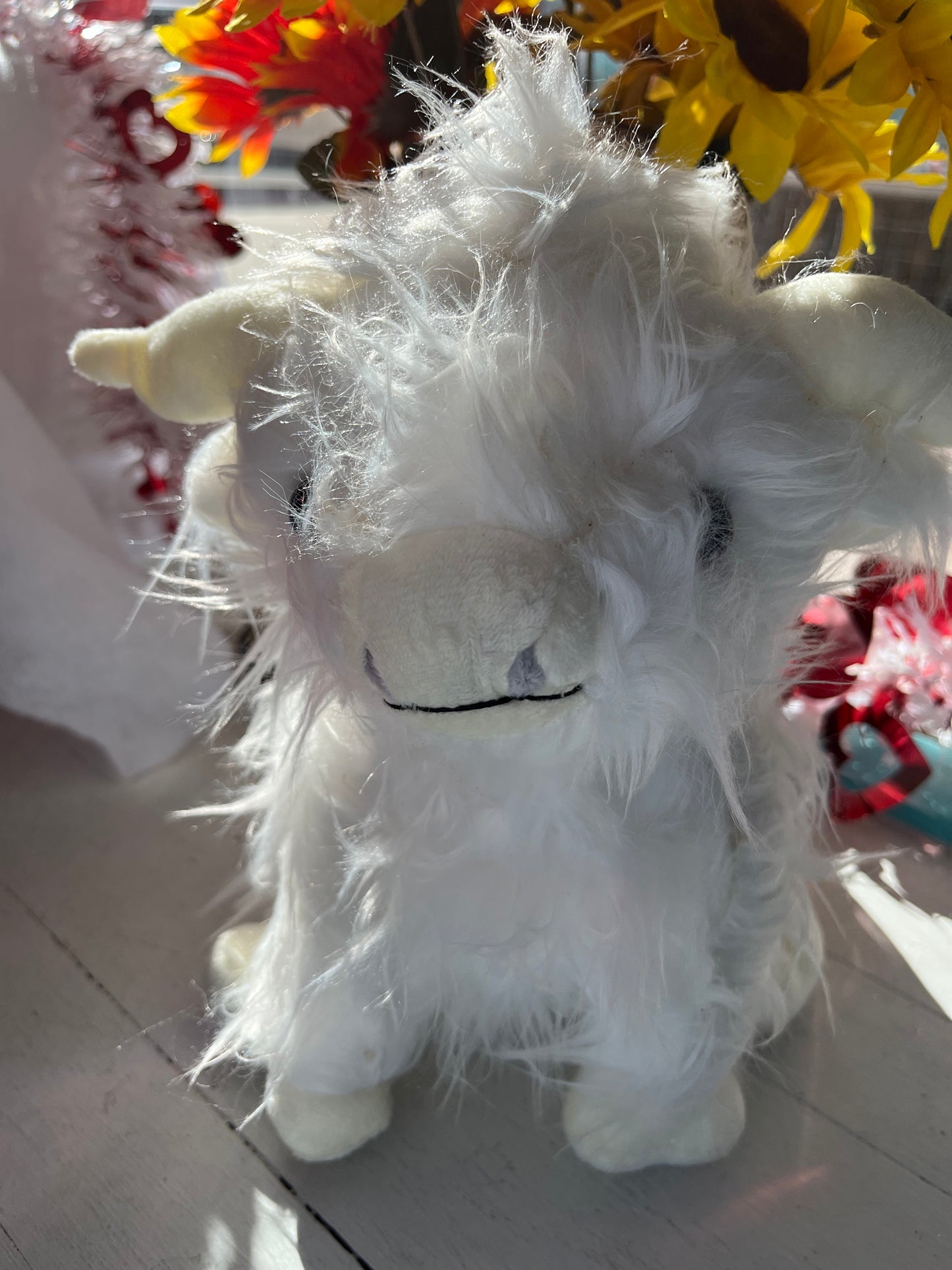 White Highland cow