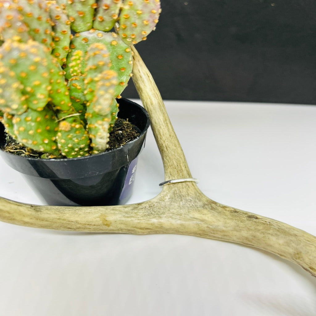 Wilson Turquoise Ring