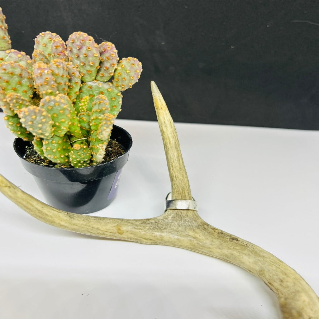 Bandits Western Ring