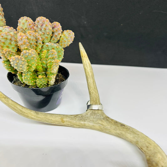 Bandits Western Ring