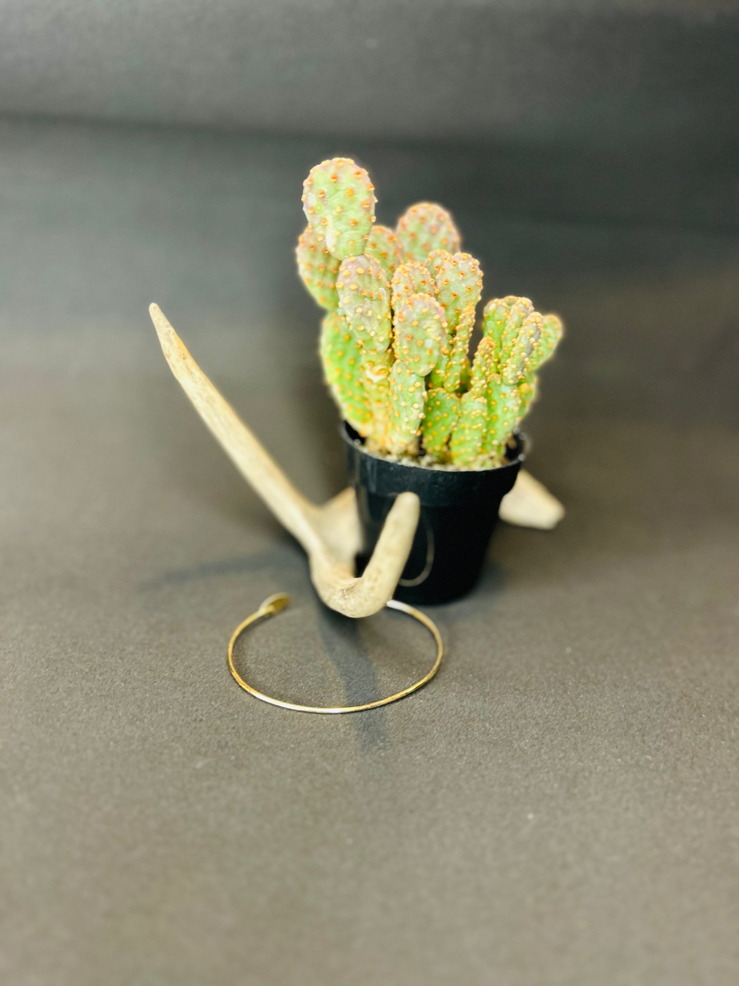 Pat Cuff Bracelet