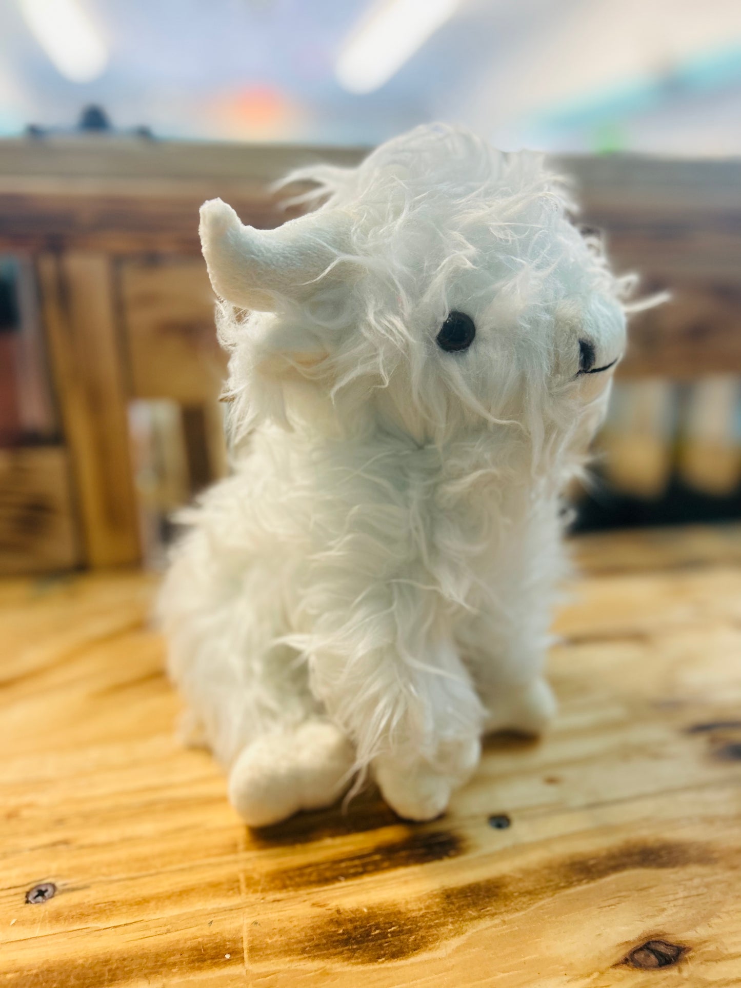 Highland Cow