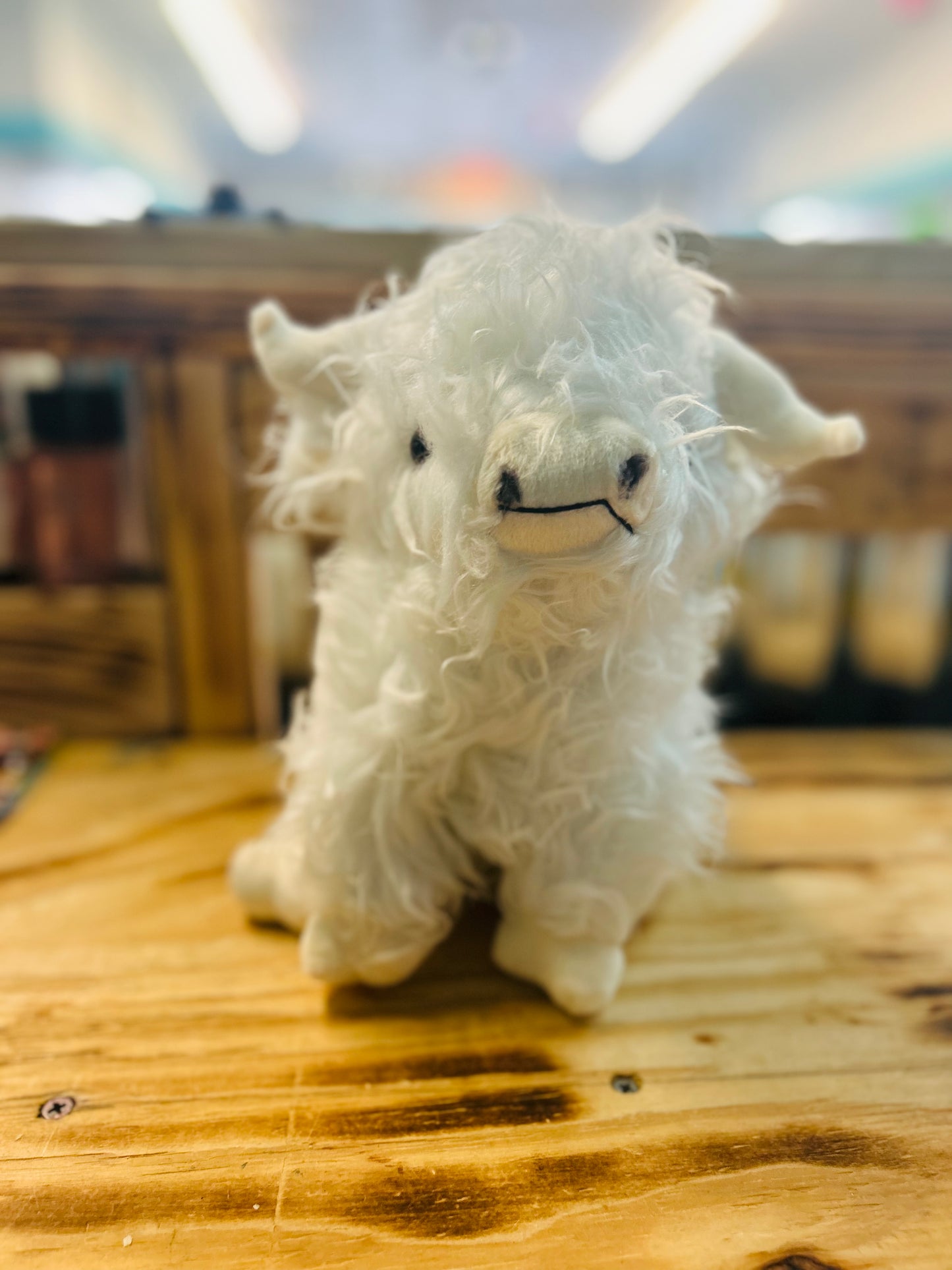 Highland Cow