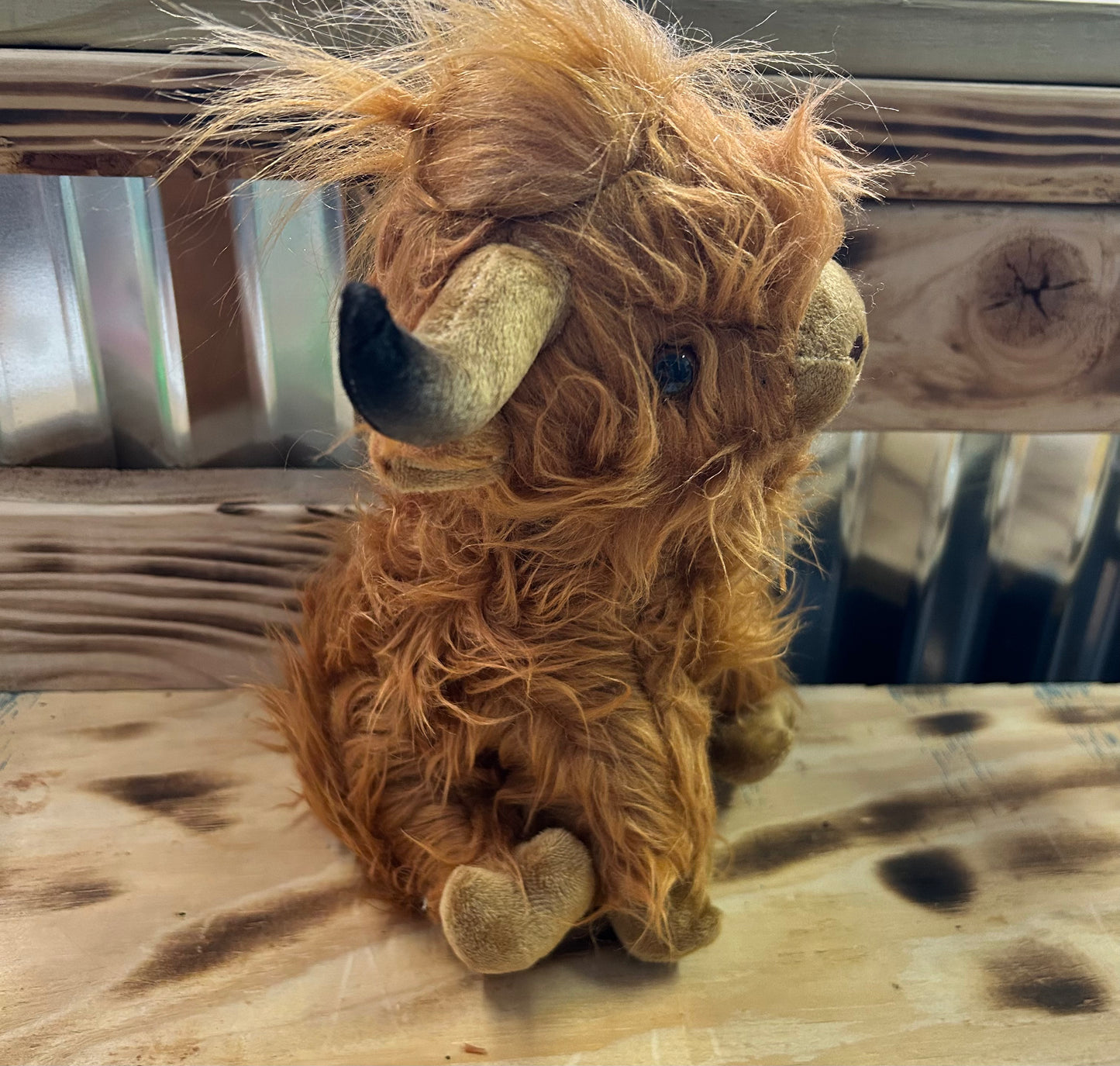 Highland Cow